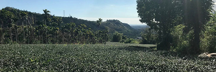 Tea farm near Taidong, Taiwan