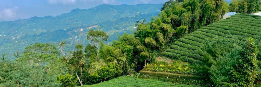 Taiwan tea field