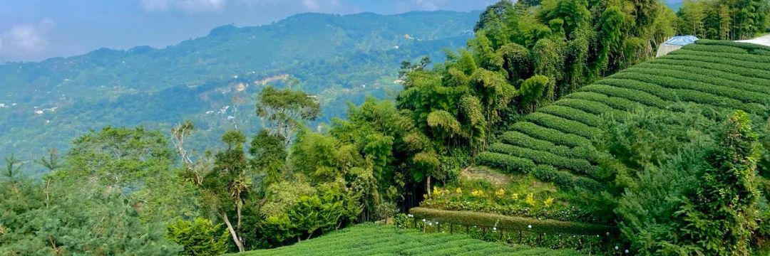 Taiwan tea field