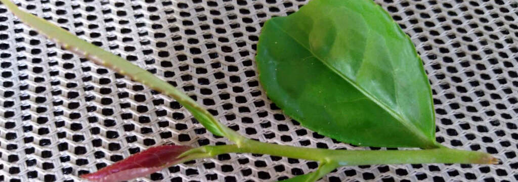 Dong Ding Tie Guan Yin Oolong Tea leaf