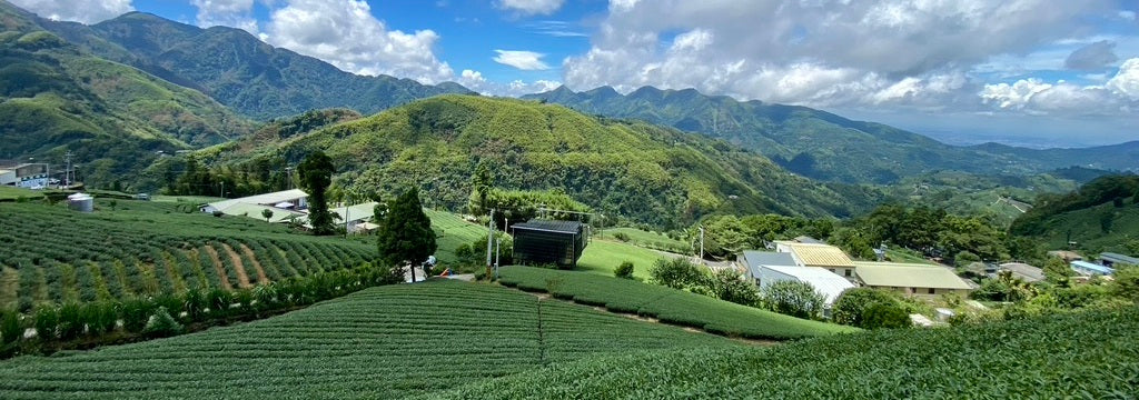 Top 5 Best-Selling Teas in 2024 | Eco-Cha Teas