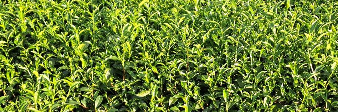 Ying Xiang Small Leaf Black Tea | Eco-Cha Tea Club