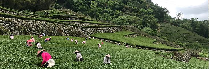 Gold Medal Award Jin Xuan High Mountain Tea | Eco-Cha Tea Club