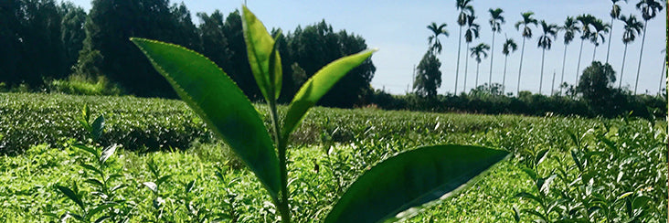 Jin Xuan GABA Black Tea | Eco-Cha Tea Club