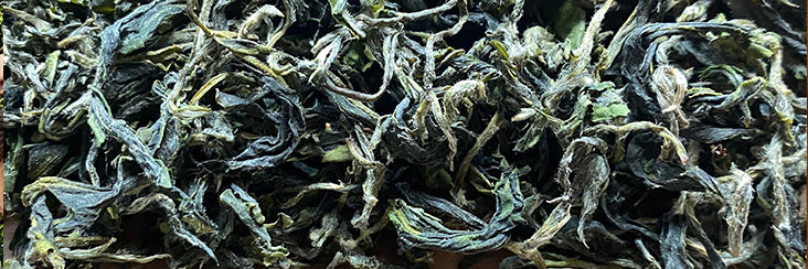 Early Spring Bi Luo Chun Green Tea Tasting Notes | Eco-Cha Tea Club