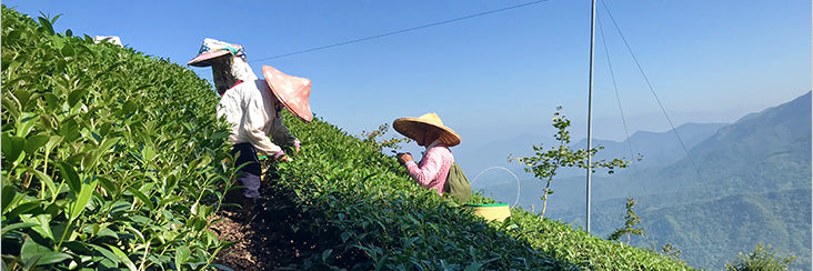 Shanlinxi High Mountain Oolong Tea harvest. Tea leaves being picked by hand. This tea is among the top 10 most famous teas in Taiwan.