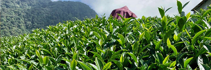 Cui Feng High Mountain Oolong Tea | Eco-Cha Tea Club
