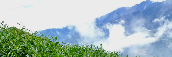 Da Yu Ling High Mountain Oolong Tea | Eco-Cha Tea Club