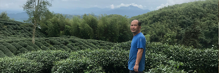 Traditional Lugu Oolong Tea | Eco-Cha Tea Club
