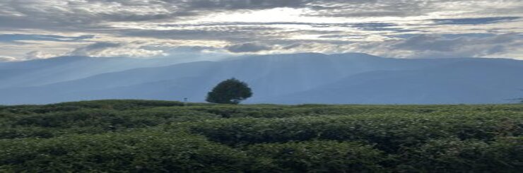 Taiwan Li Shan high mountain tea field