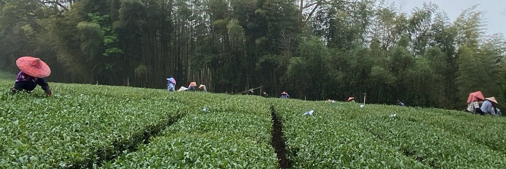 Alishan High Mountain Oolong Spring Tea 2023