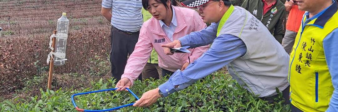 Harvesting tea leaves