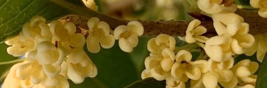Osmanthus flower bloosoms