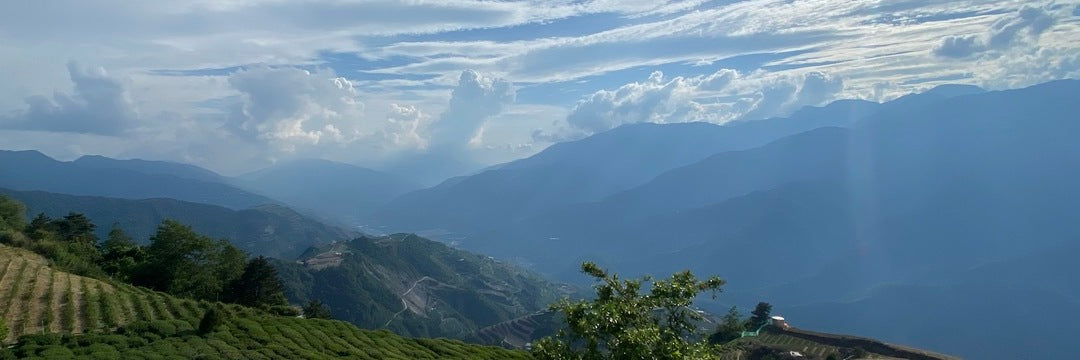 Li Shan High Mountain Oolong Tea | Eco-Cha Tea Club