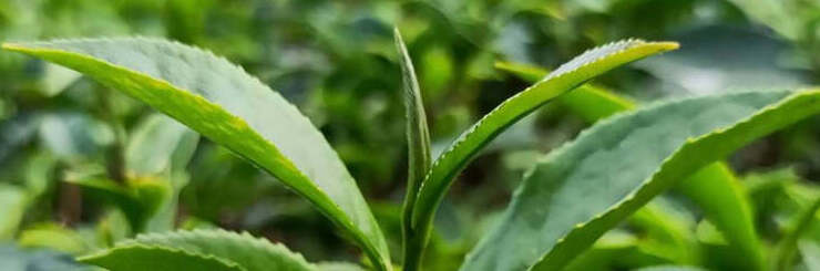 Ying Xiang Dong Pian Oolong Tea | Eco-Cha Tea Club