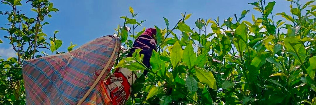 Worker harvesting Taiwan Red Jade Black Tea in the fields.