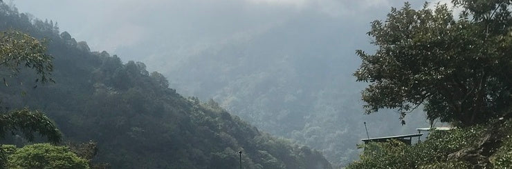 Eco-Farmed High Mountain Oolong | Summer 2021 Harvest