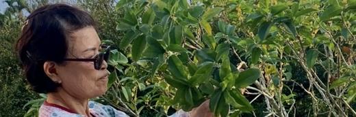 Picking osmanthus flowers