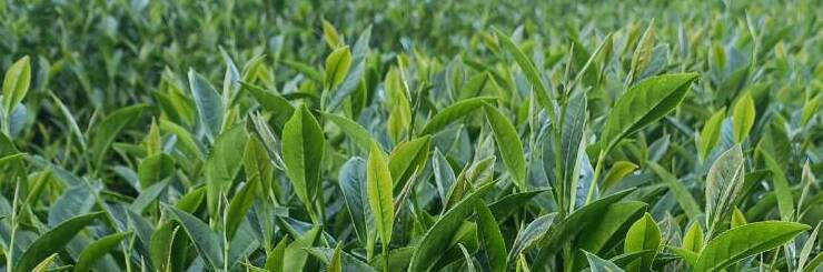 Alishan High Mountain Tea Winter 2021 | Eco-Cha Teas