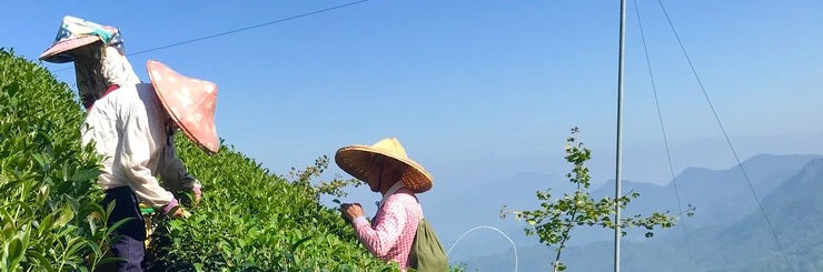Taiwan high mountain tea harvest in a tea field