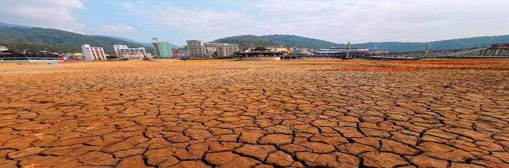 Tea Farmers Receive Subsidies For Drought In Taiwan