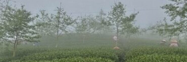 Spring 2021 Harvest | Shan Lin Xi High Mountain Oolong Tea