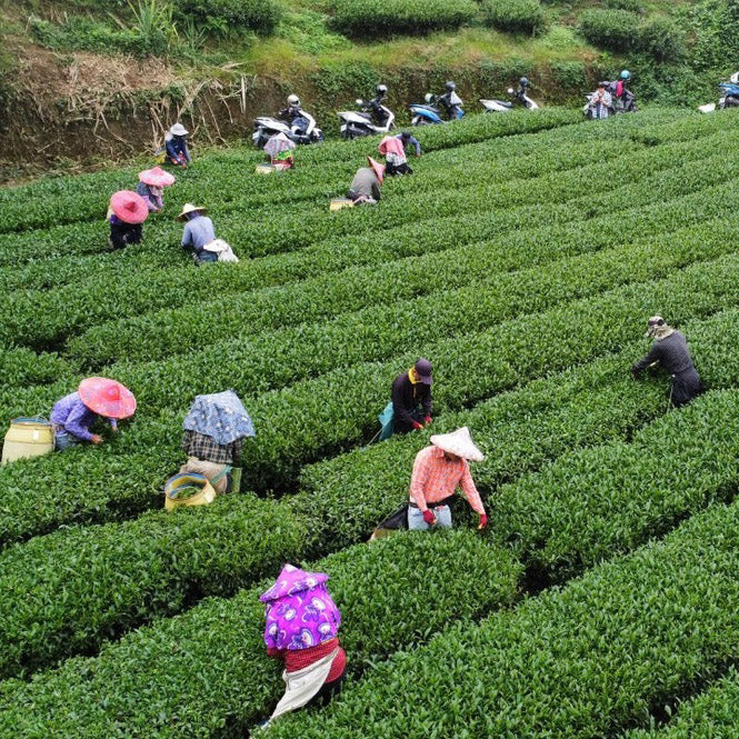 Alishan High Mountain Oolong Tea
