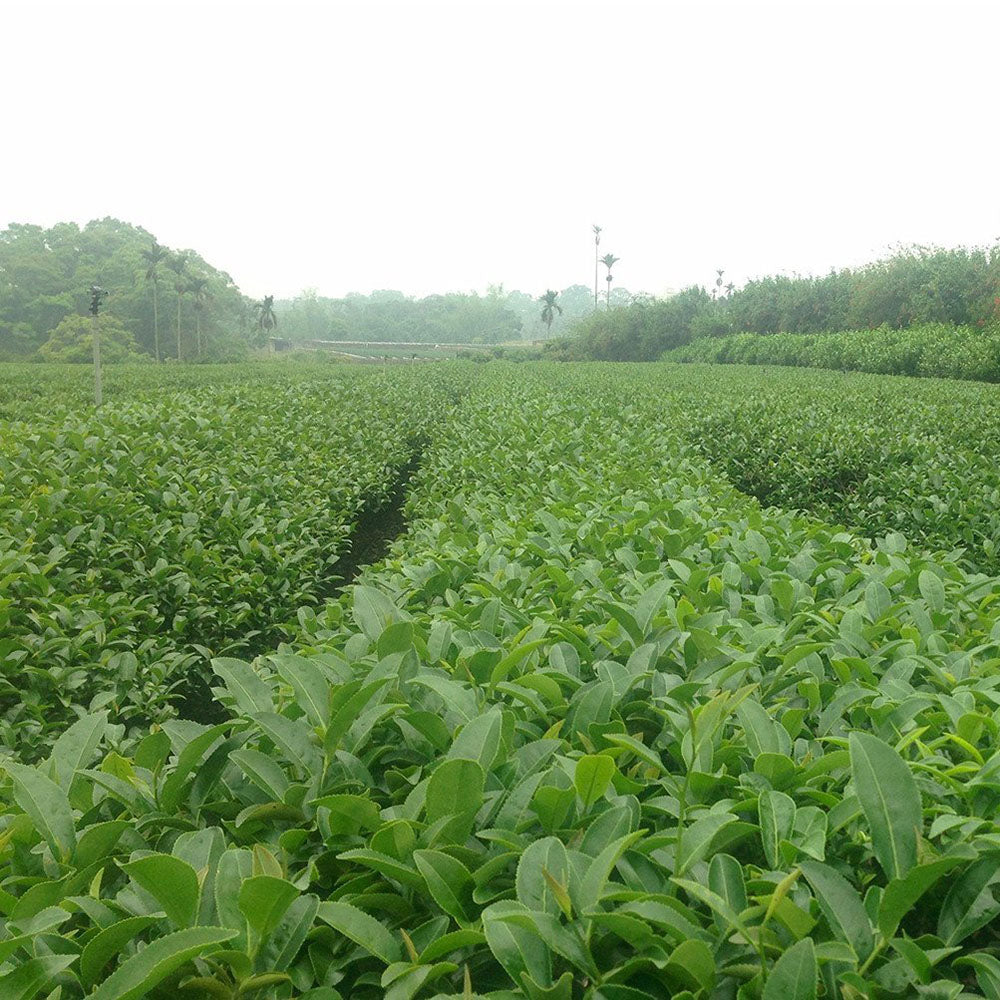 Eco-Cha Jasmine Flower Oolong Tea field