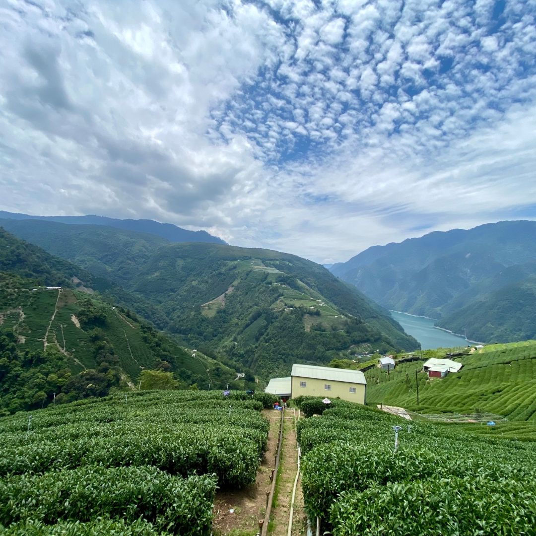 Li Shan high mountain tea field