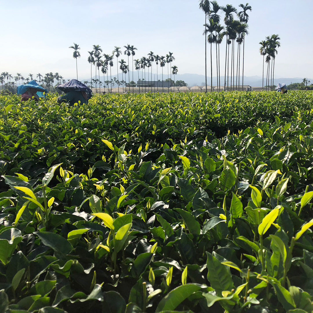 Red Jade Black Tea field before harvesting.