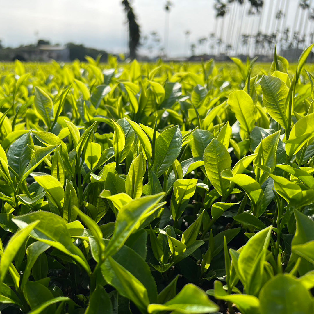 Red Jade Black Tea leaves in the field