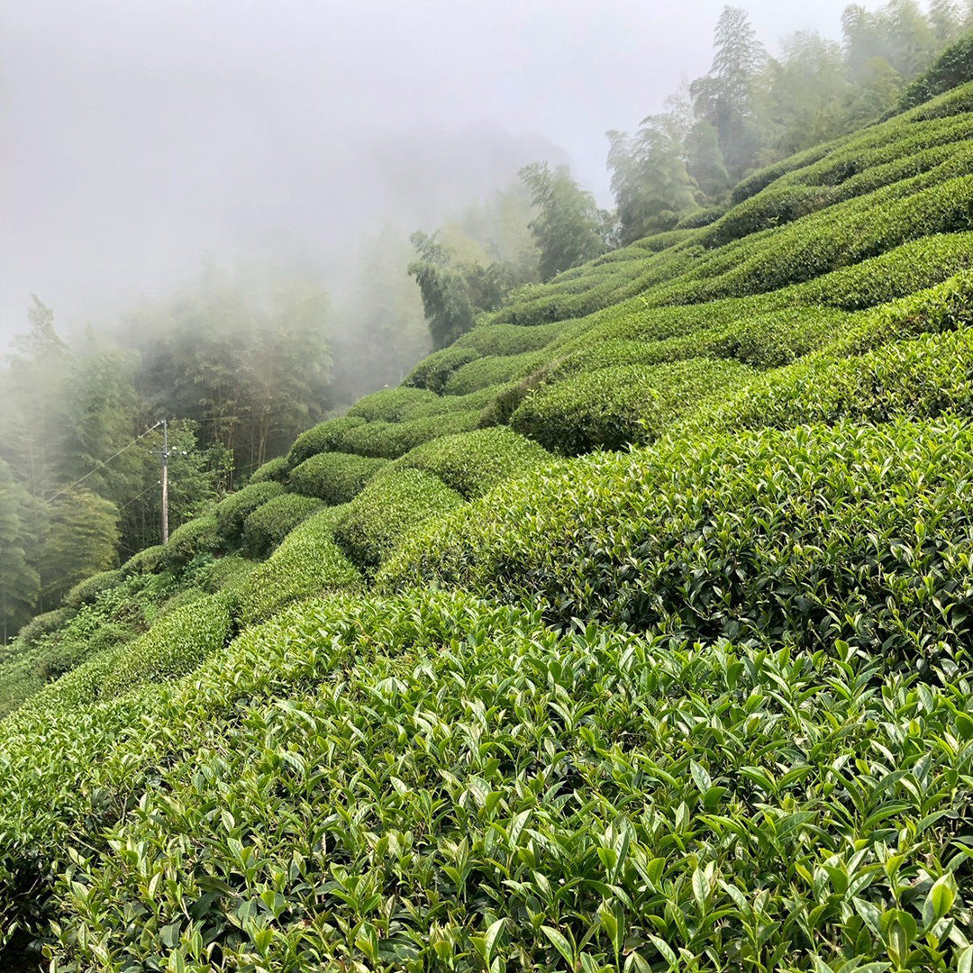 Taiwan Shan Lin Xi High Mountain Oolong Tea field with mountain mist in distance