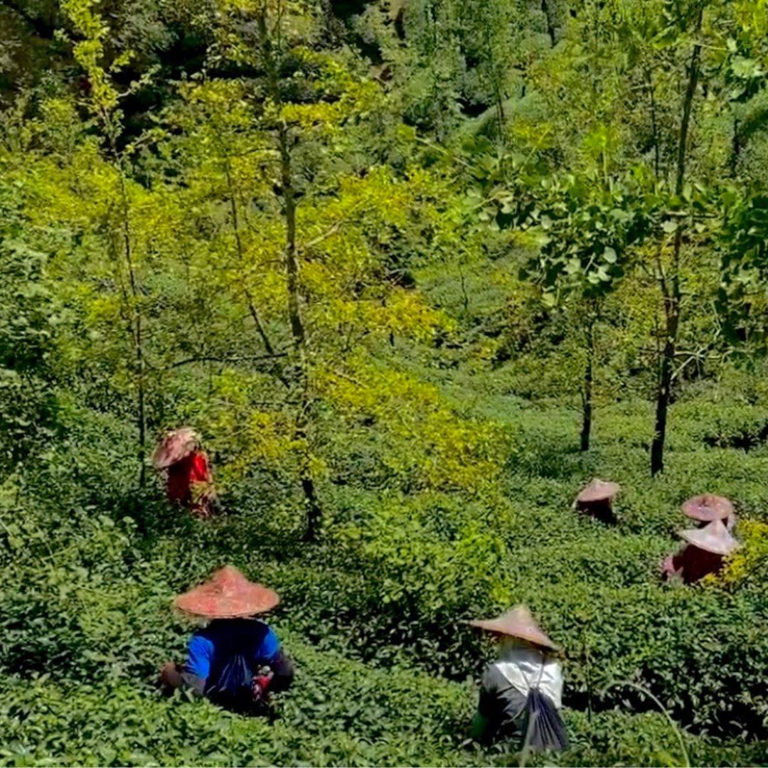 Shan Lin Xi High Mountain Oolong Tea
