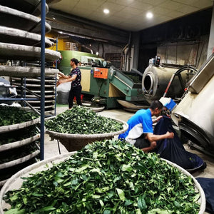 Piles of fresh tea leaves sit on bamboo trays stacked vertically in the processing of Alishan High Mountain Oolong Tea.