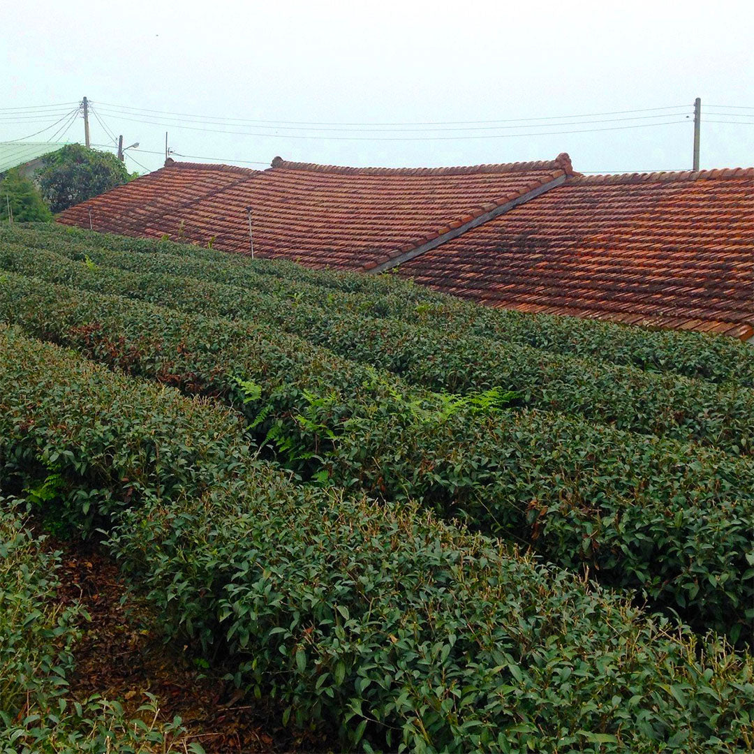 Taiwan Dong Ding Oolong Tea field