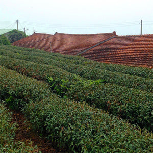 Taiwan Dong Ding Oolong Tea field
