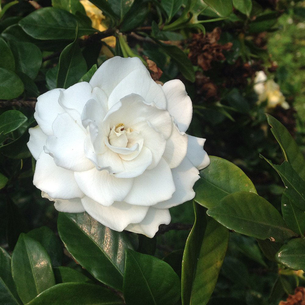 Close up of a large, white gardenia flower on a gardenia plant.