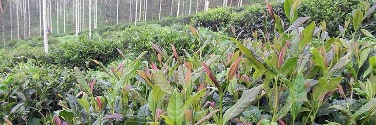 Indigenous Taiwanese tea plants