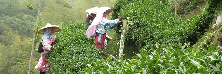 Tea harvesting in the Shanlinxi area