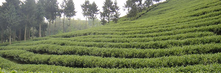 Terraced tea fields
