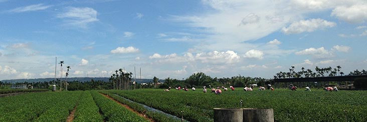Workers picking the spring tea harvest