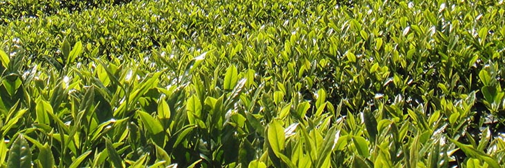 New growth on tea plants awaiting harvest