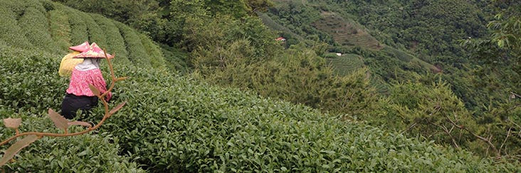 Harvesting tea in the high mountains of Taiwan oolong tea country