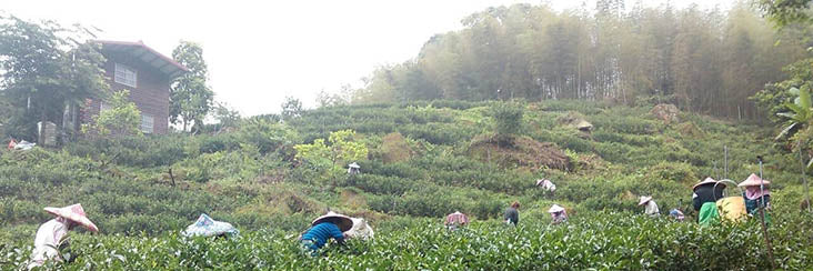 Spring Oolong Tea Harvest on Mr. Lin's Organic Farm