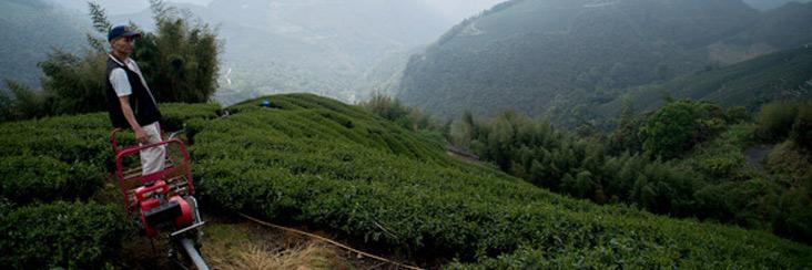 Amazing Photos of Taiwanese Tea Farmers