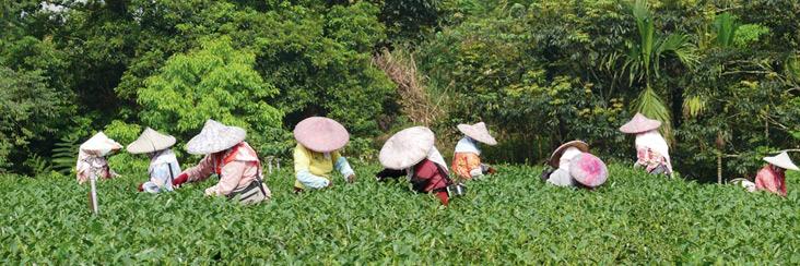 Harvesting the Spring 2015 Ding Dong Oolong