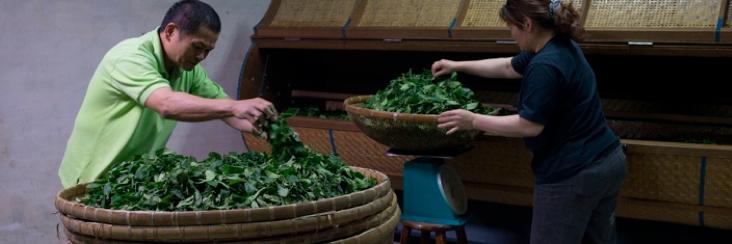 Processing of recently picked tea leaves