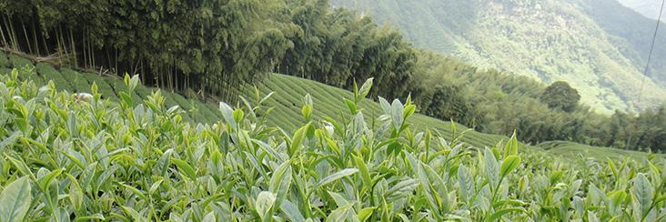 A tea garden high in the mountains of Central Taiwan