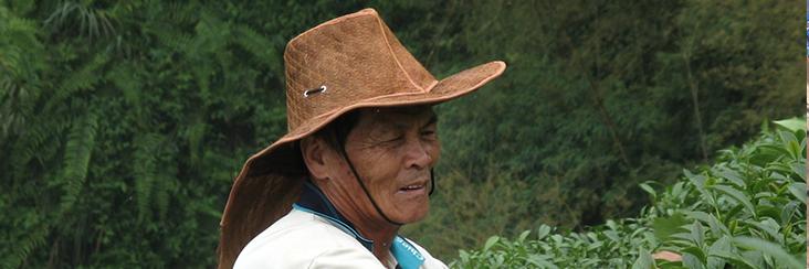 Traditional Oolong Tea pioneer Mr. Su tending his tea plants
