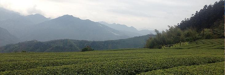 Tea gardens at the foot of Alishan Mountain in Taiwan